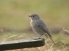 Black Redstart at Gunners Park (Steve Arlow) (71374 bytes)